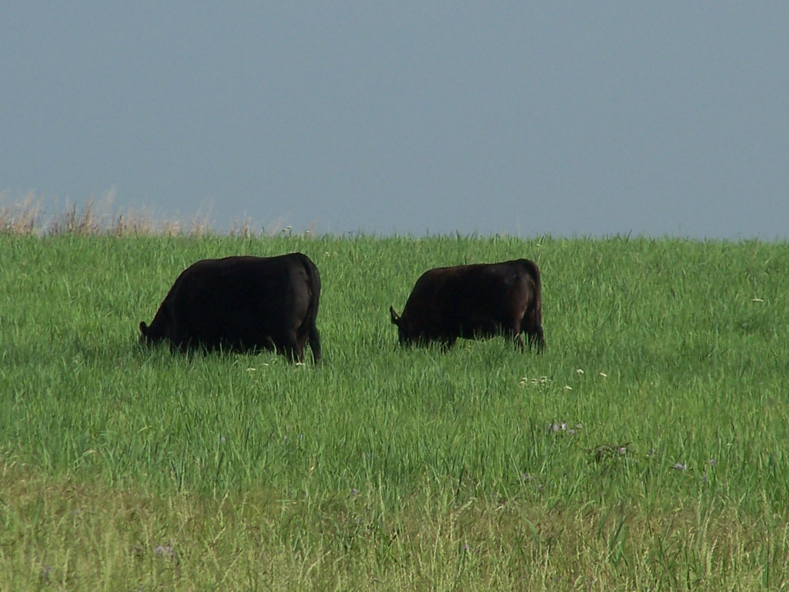 RockHillGrazing2.JPG