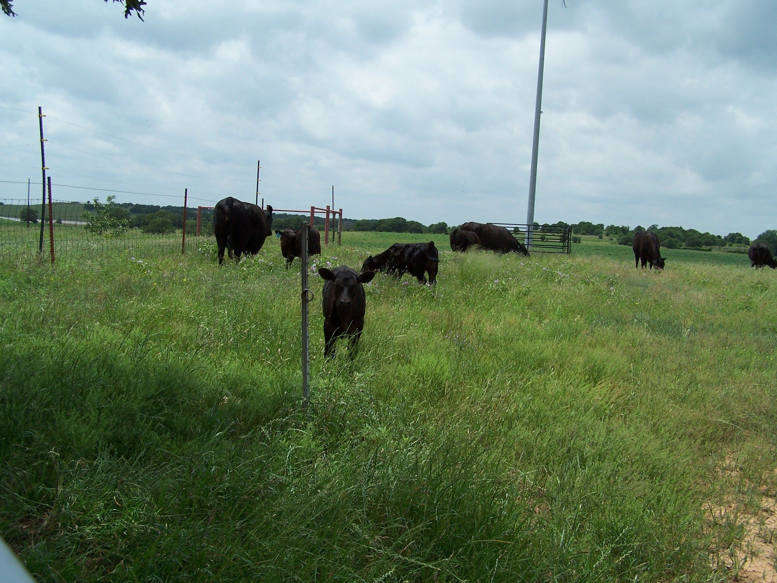 RockHillGrazing3.JPG